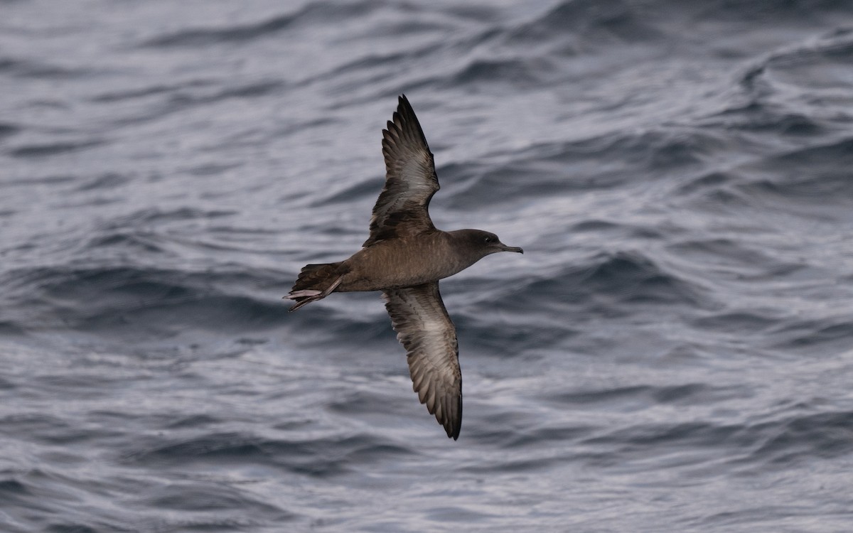 Sooty Shearwater - ML646617188