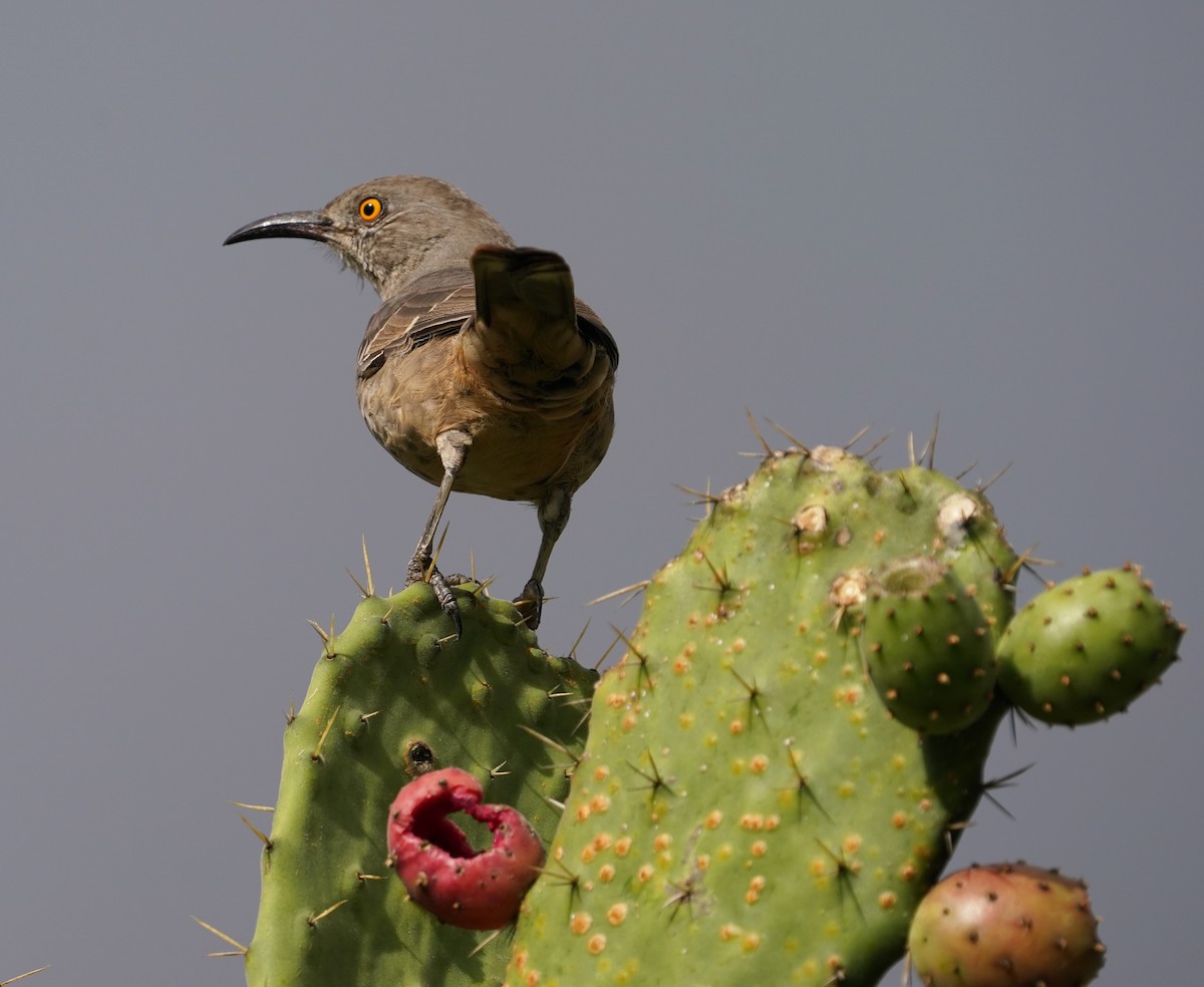 Curve-billed Thrasher - ML646617189