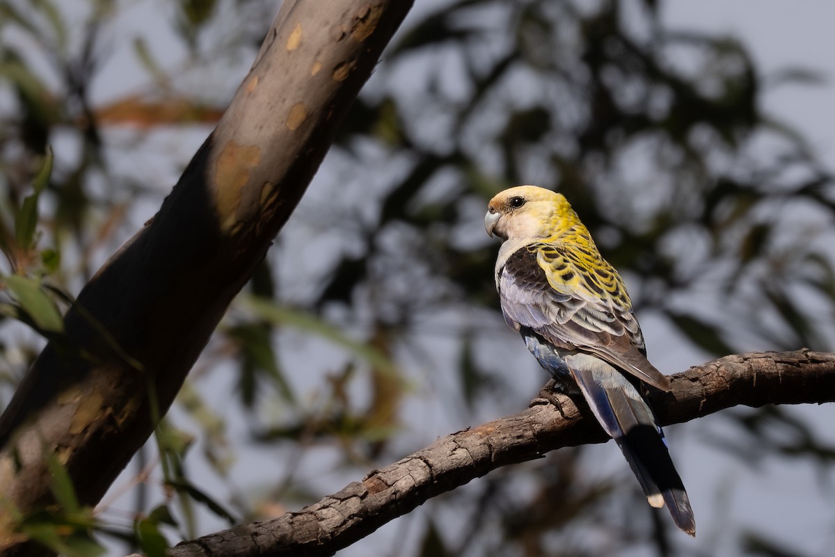 Solgun Rozella - ML646617191