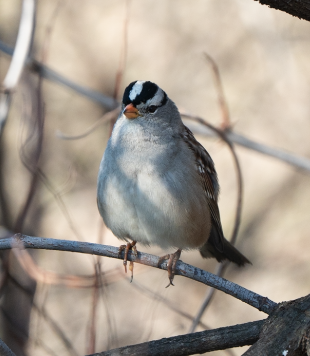 White-crowned Sparrow - ML646617194