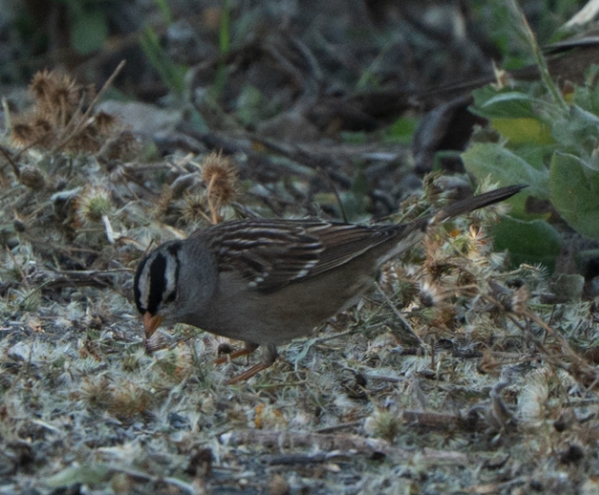 White-crowned Sparrow - ML646617195