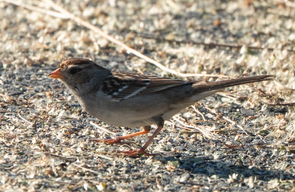 White-crowned Sparrow - ML646617199