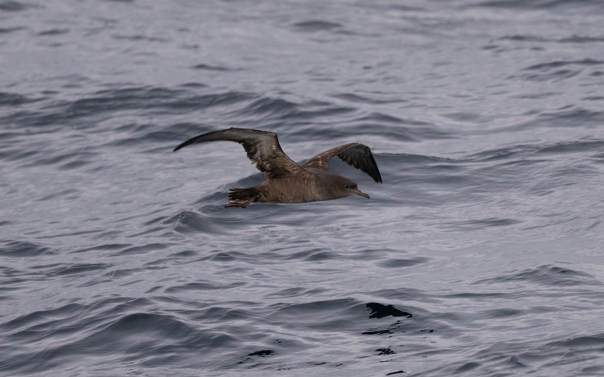 Sooty Shearwater - ML646617204