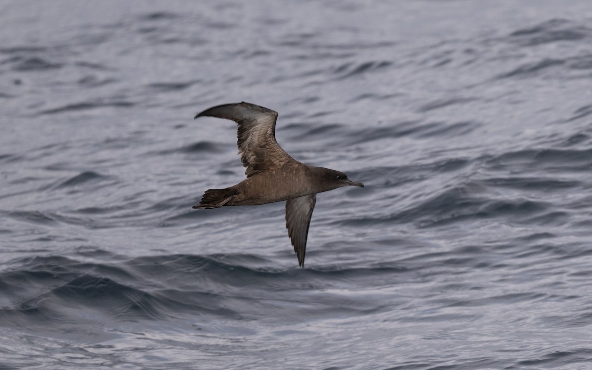 Sooty Shearwater - ML646617205