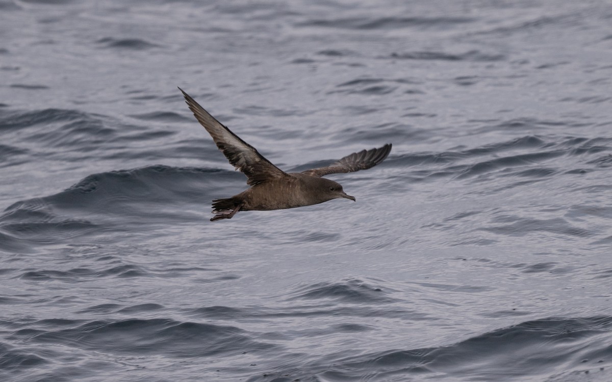 Sooty Shearwater - ML646617206
