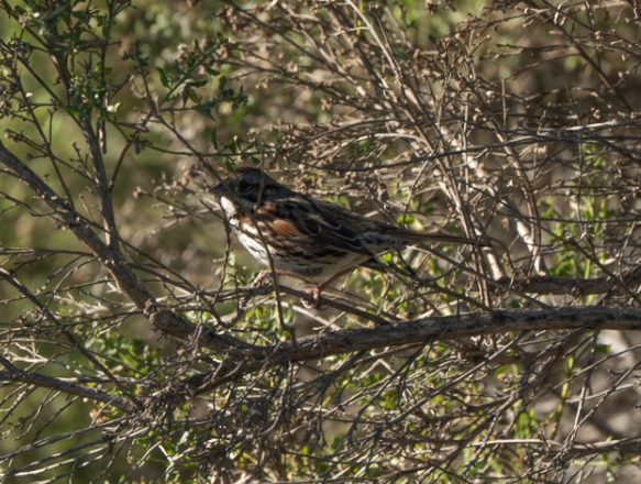 Song Sparrow - ML646617216