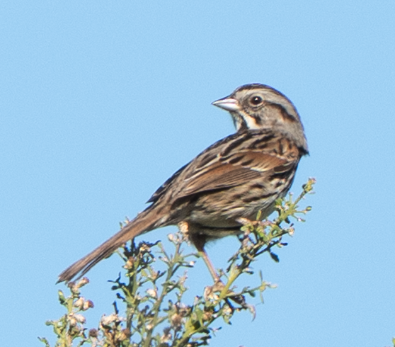 Song Sparrow - ML646617217