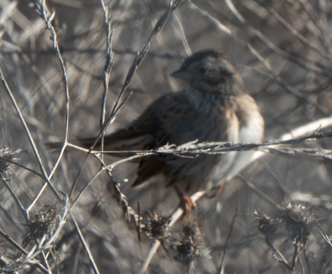 Lincoln's Sparrow - ML646617218