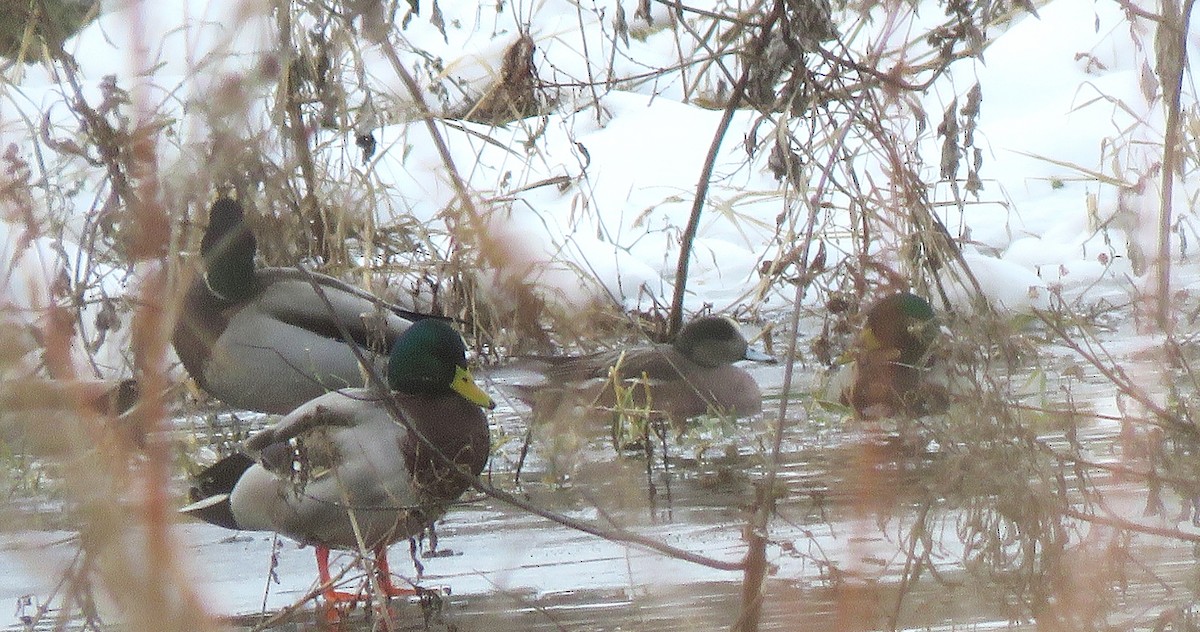 hvízdák americký - ML646617225