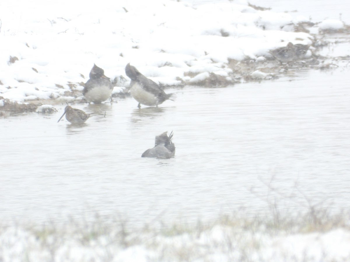 Wilson's Snipe - ML646617228