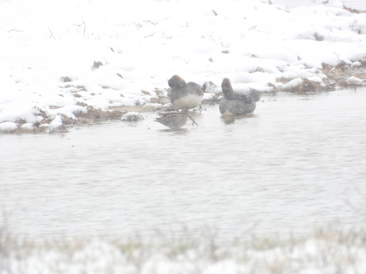 Wilson's Snipe - ML646617229