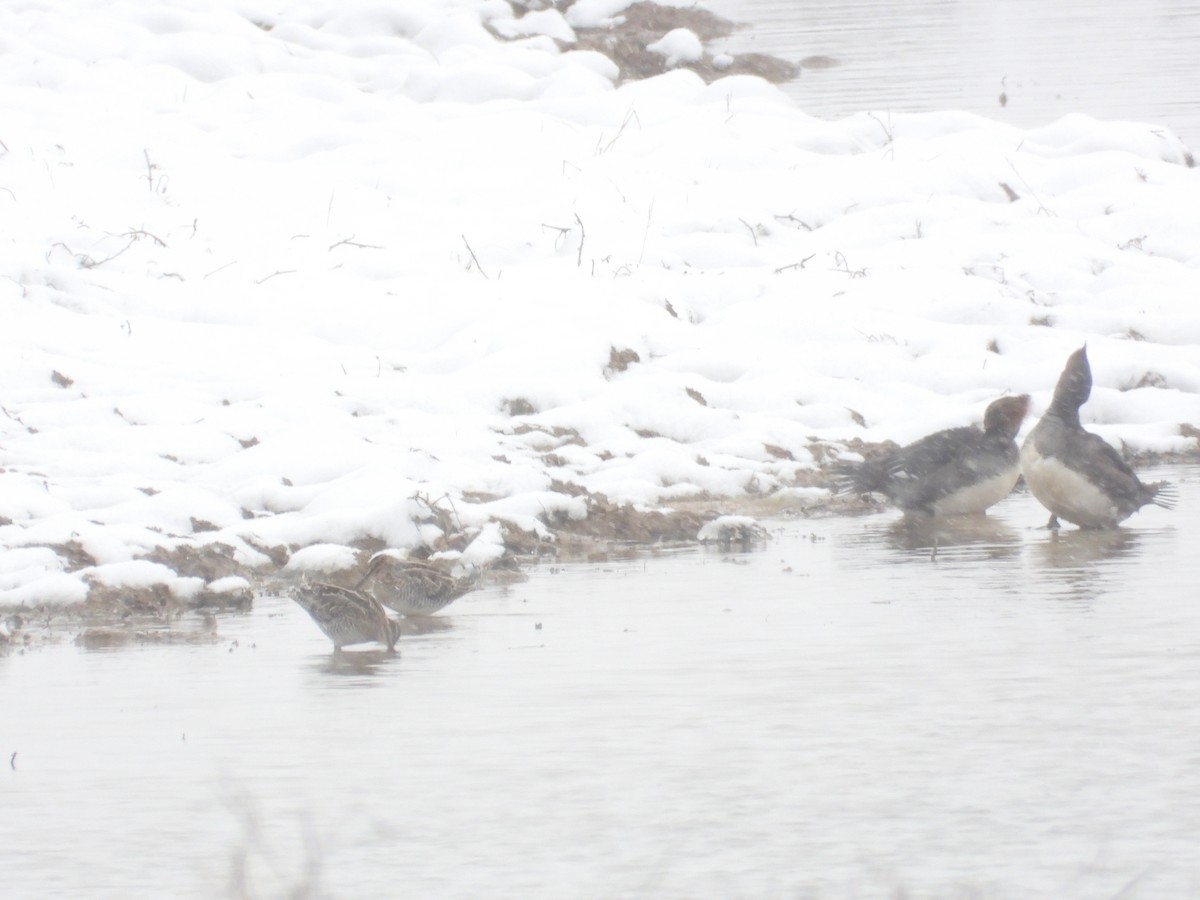 Wilson's Snipe - ML646617230