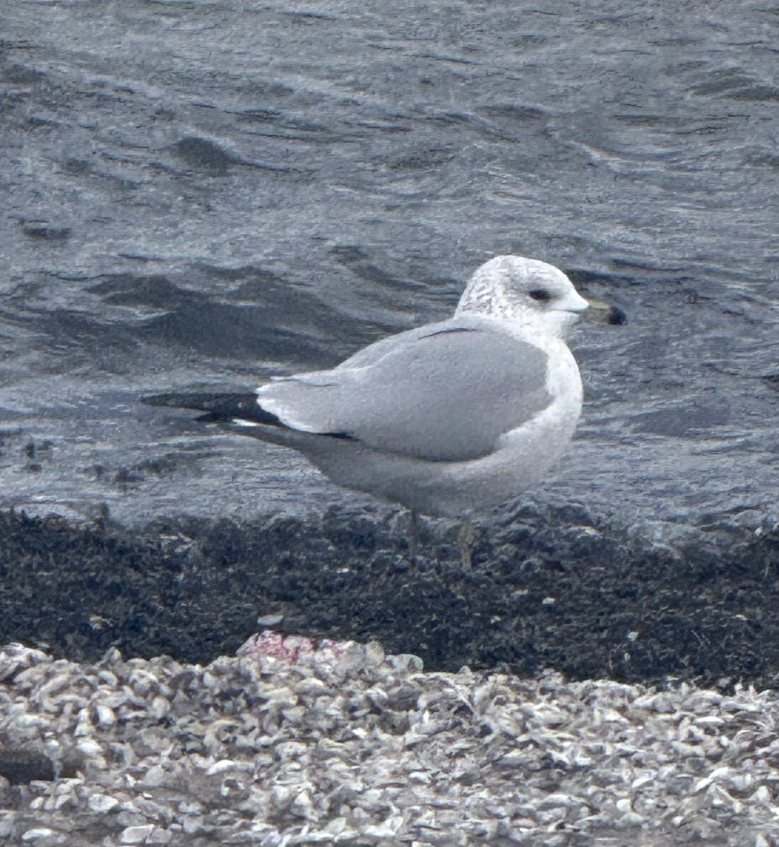 racek kroužkozobý - ML646617242