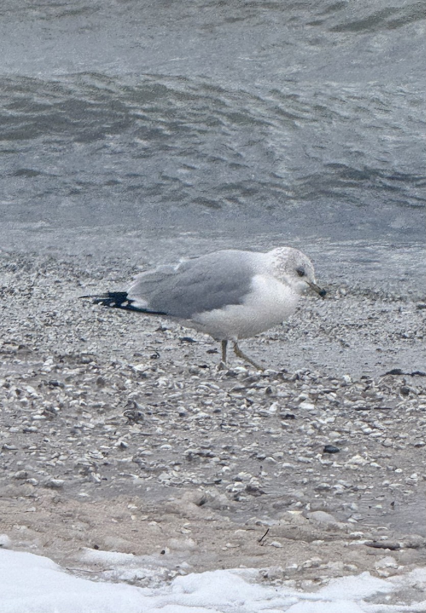 racek kroužkozobý - ML646617243