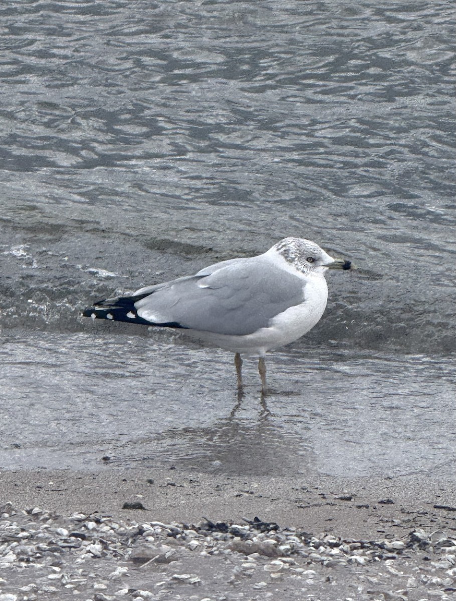 racek kroužkozobý - ML646617244