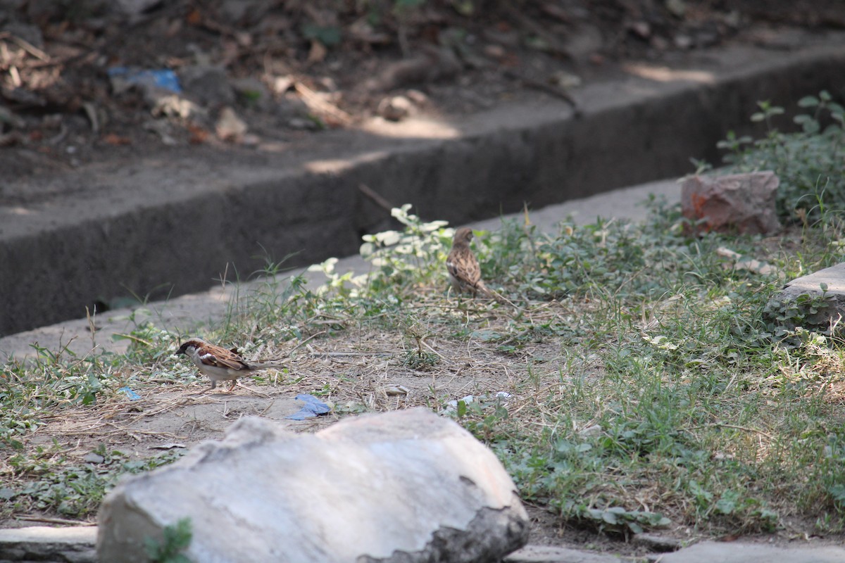 דרור הבית - ML646617245