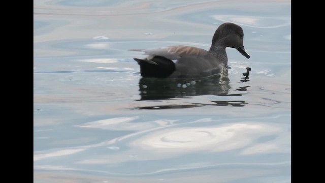 Ipar-ahatea - ML646617246