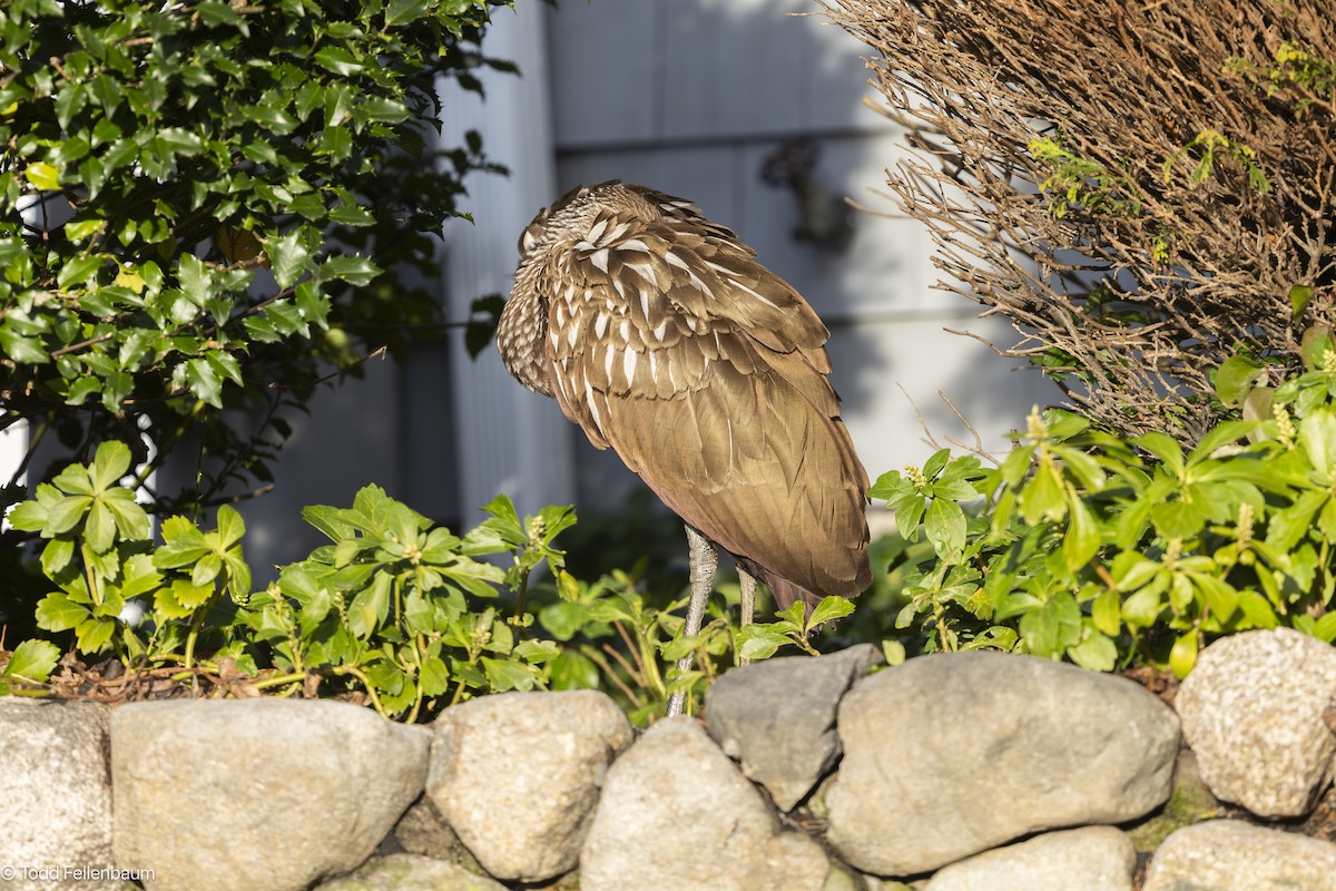 Limpkin - ML646617249