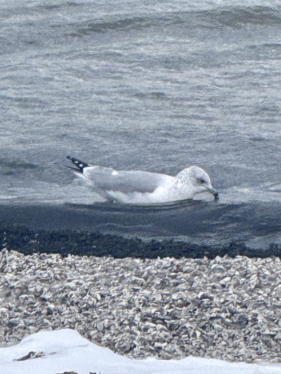 racek kroužkozobý - ML646617250