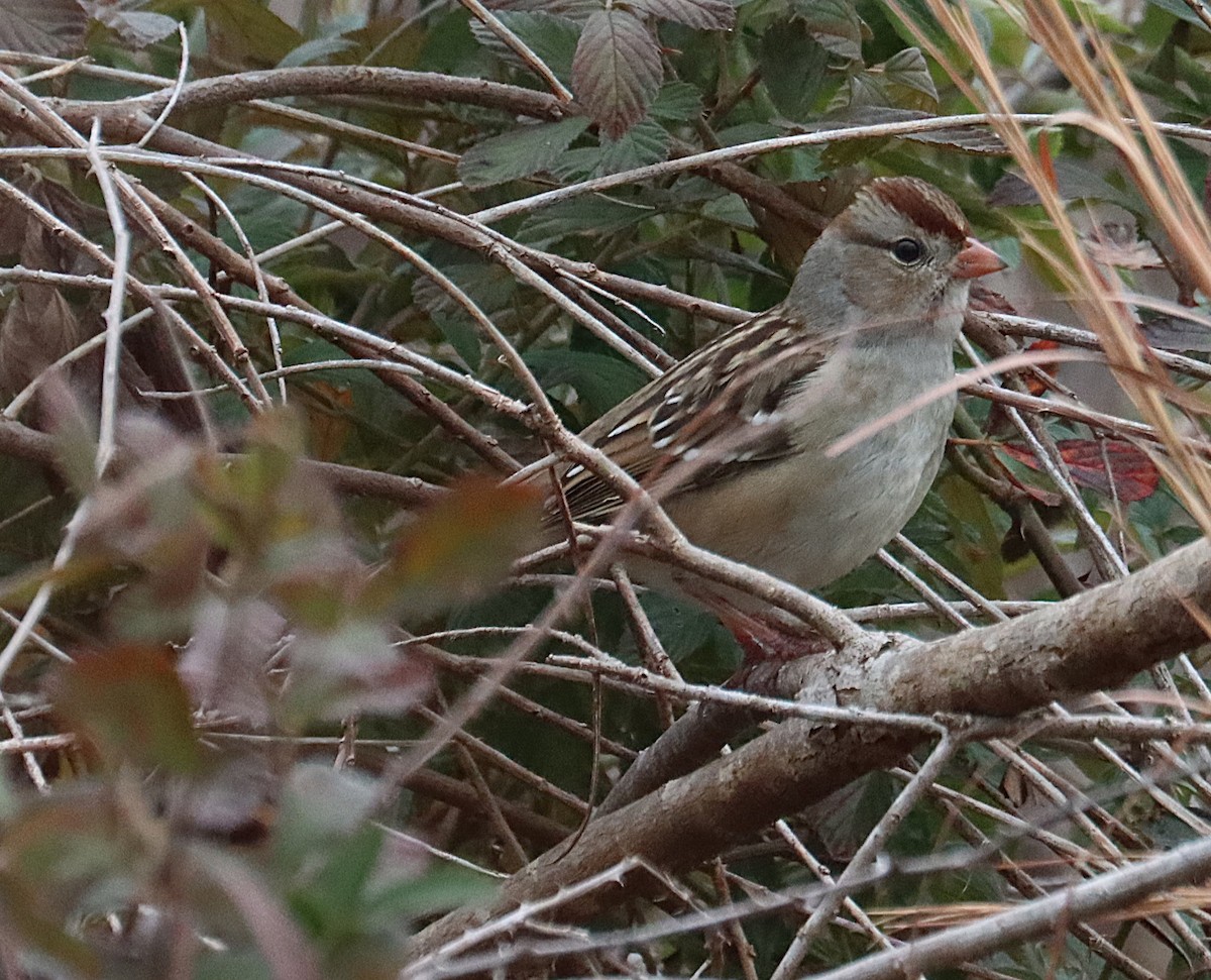 Dachsammer - ML646617251