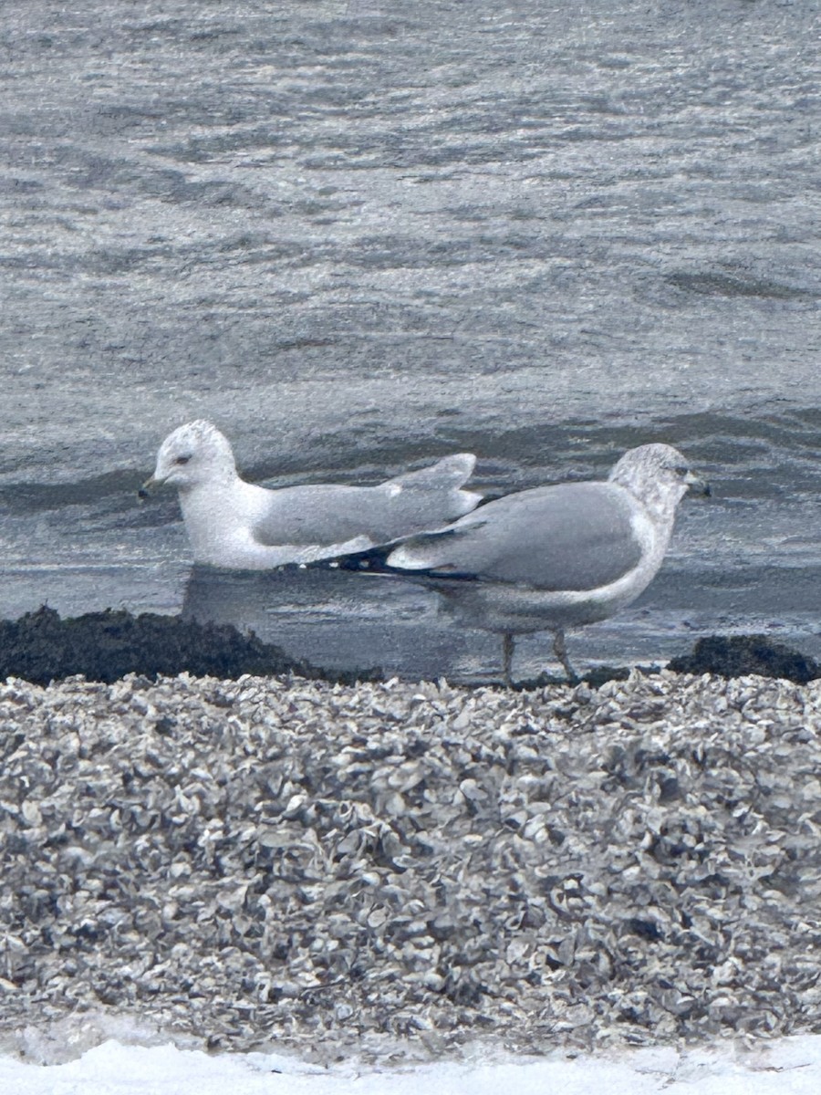 racek kroužkozobý - ML646617253