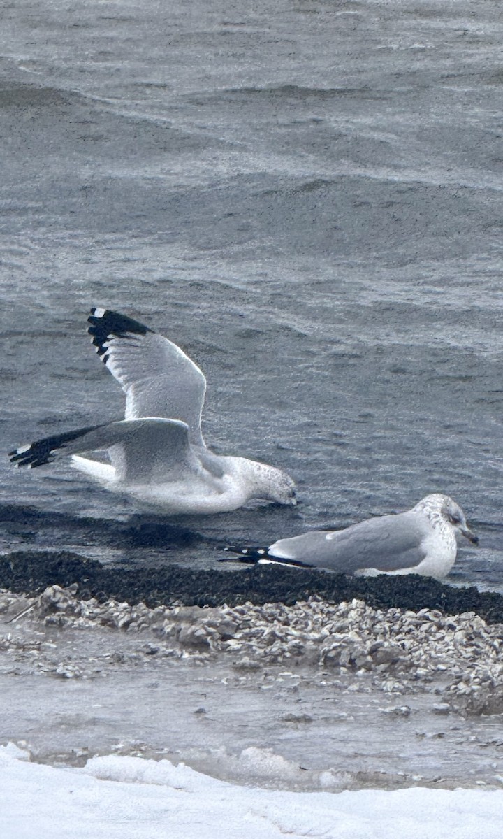 racek kroužkozobý - ML646617254