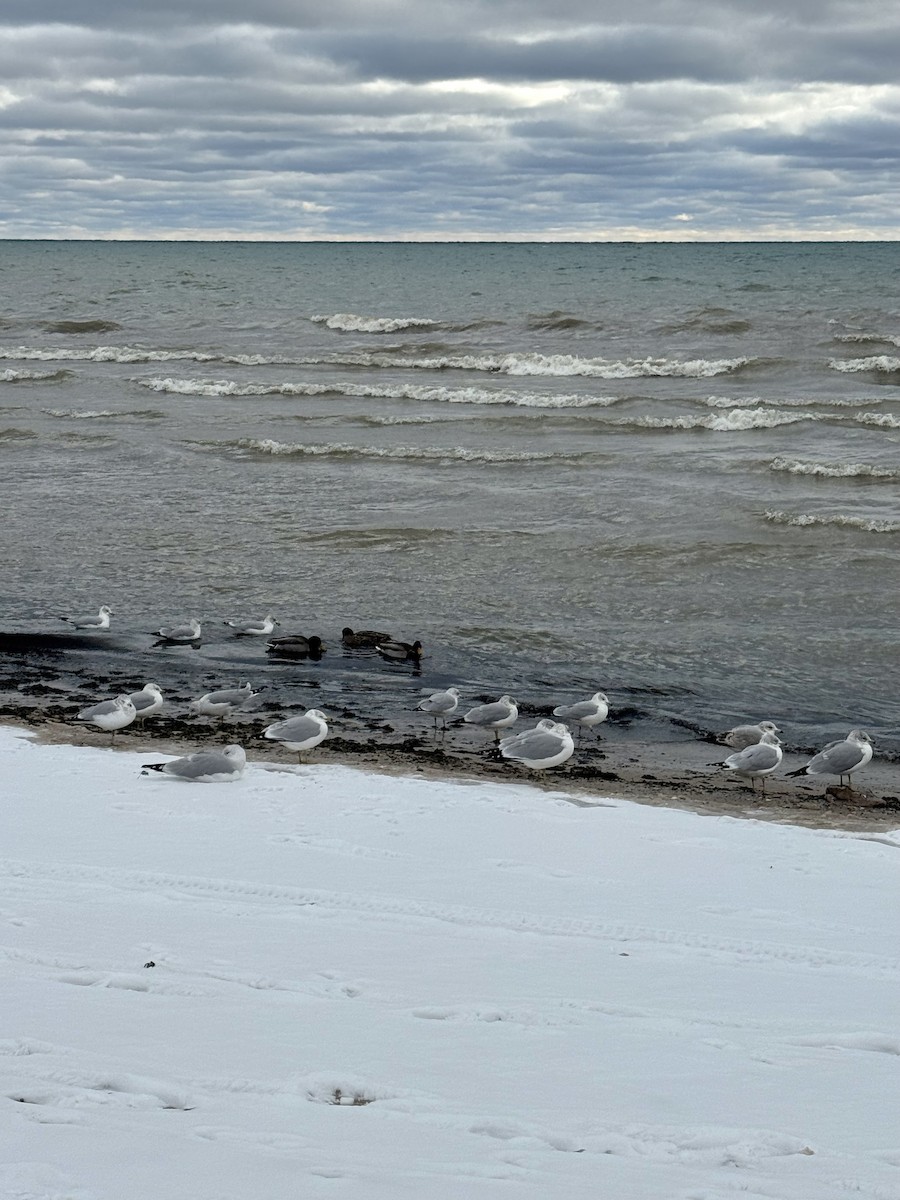 racek kroužkozobý - ML646617256