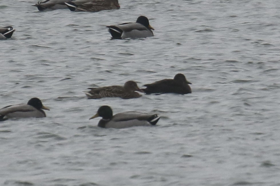 American Black Duck - ML646617257