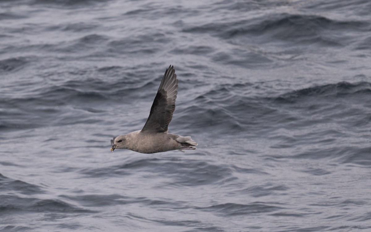 Northern Fulmar - ML646617258