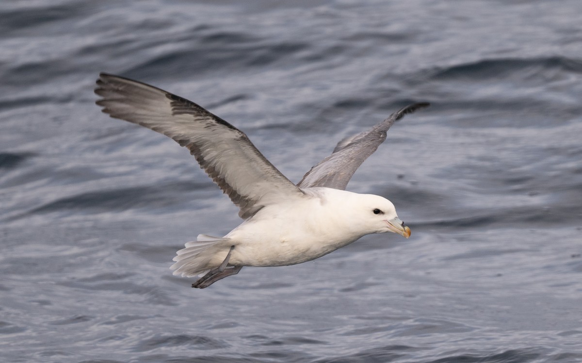 Northern Fulmar - ML646617259