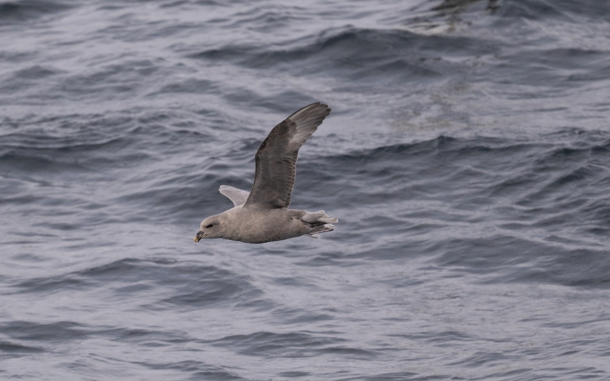 Northern Fulmar - ML646617260