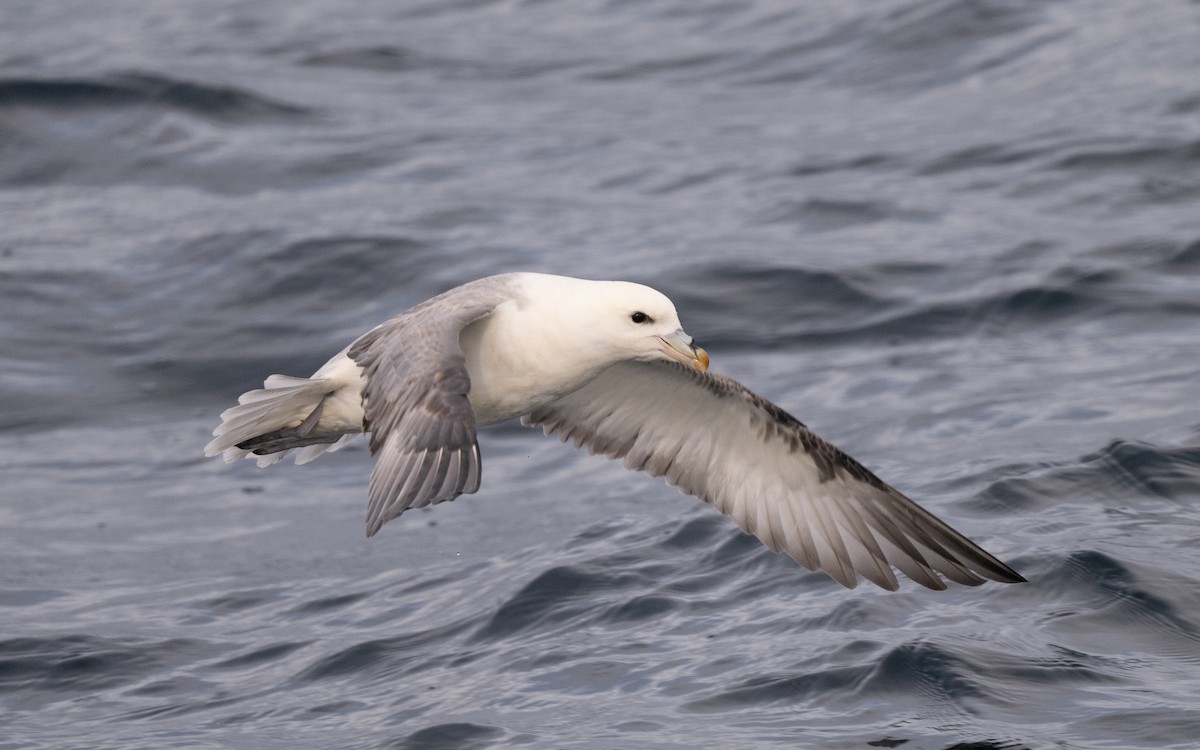 Northern Fulmar - ML646617261