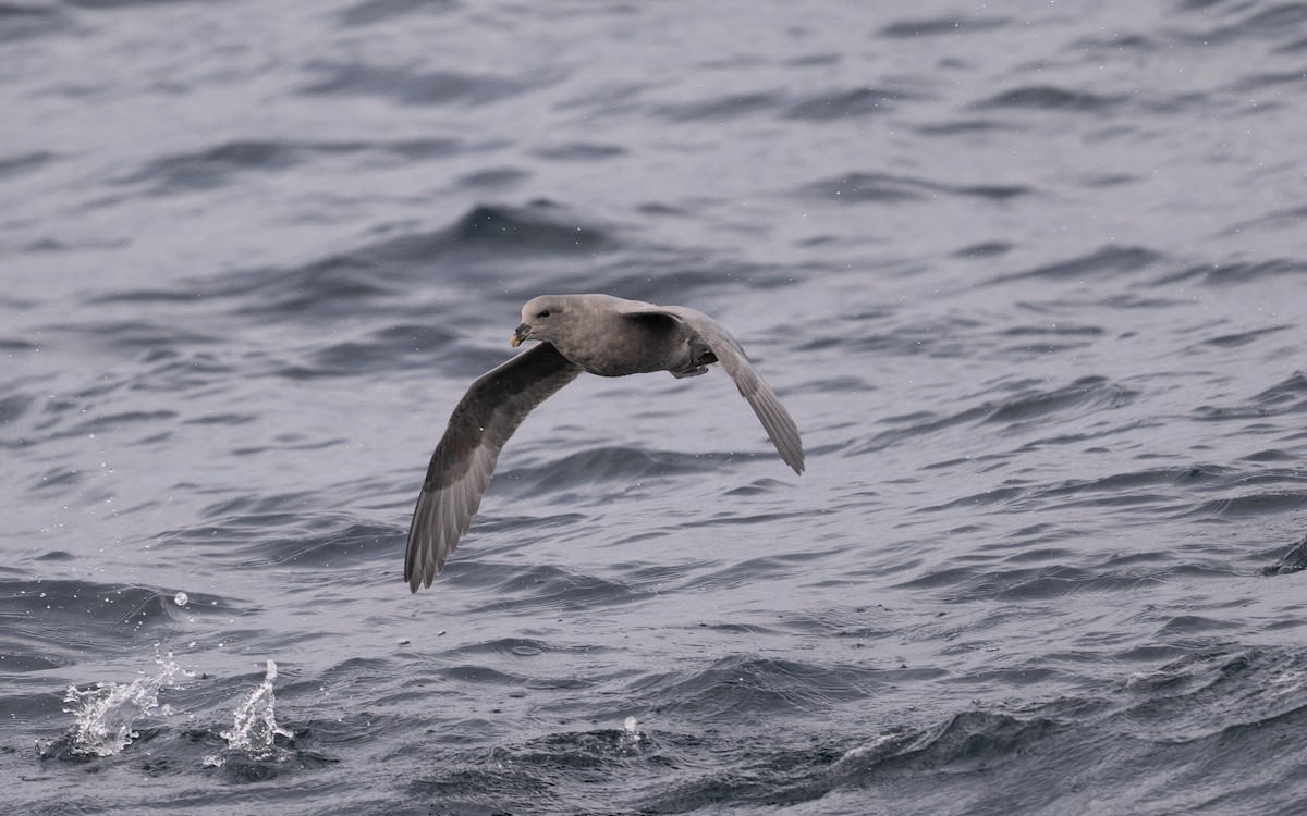 Northern Fulmar - ML646617264