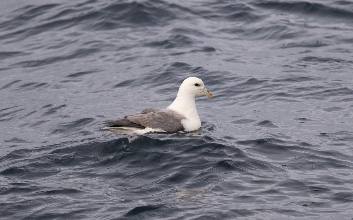 Northern Fulmar - ML646617266