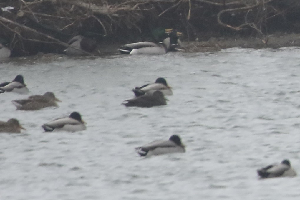 American Black Duck - ML646617267