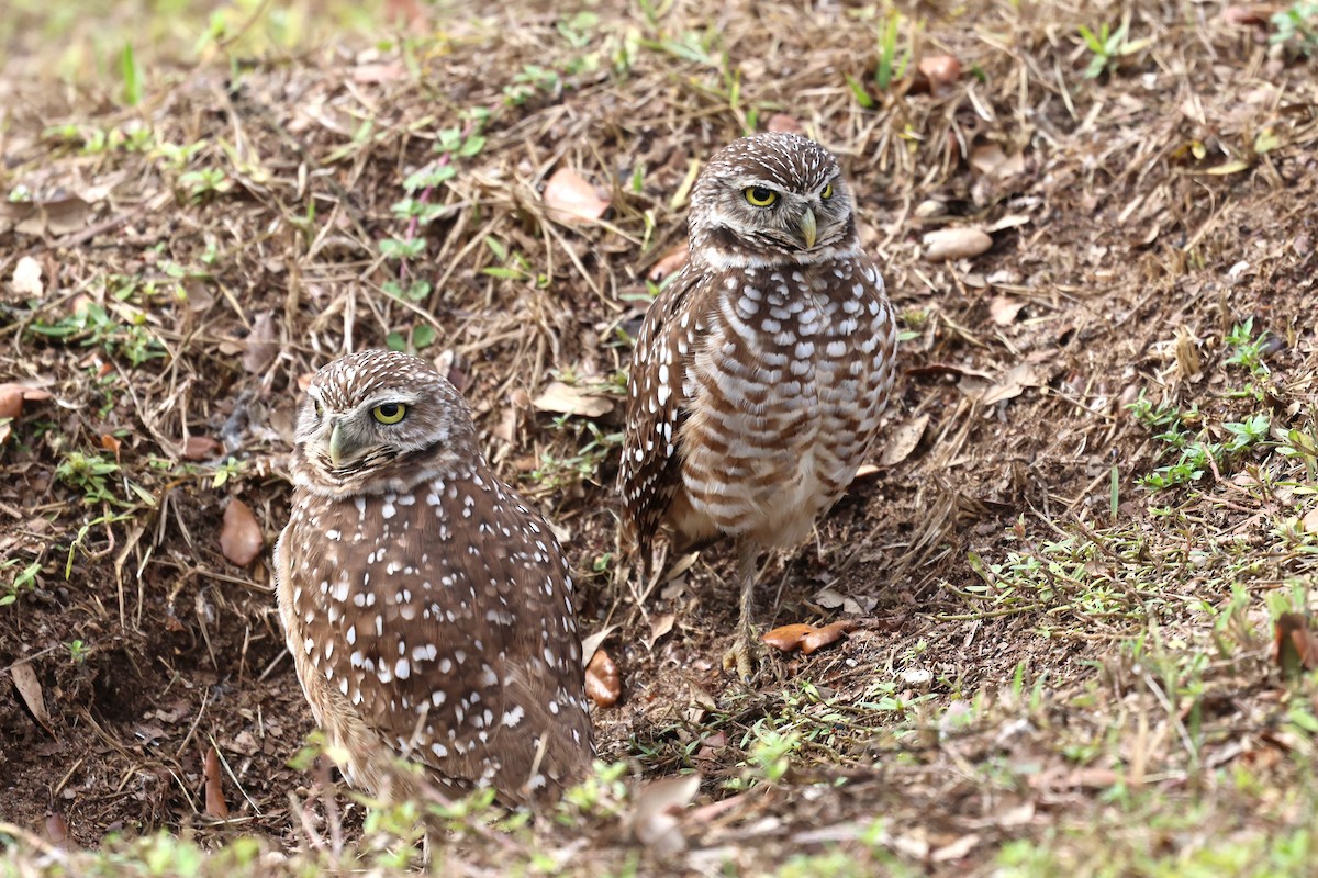 Burrowing Owl - ML646617268