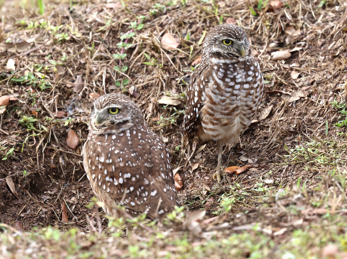 Burrowing Owl - ML646617269