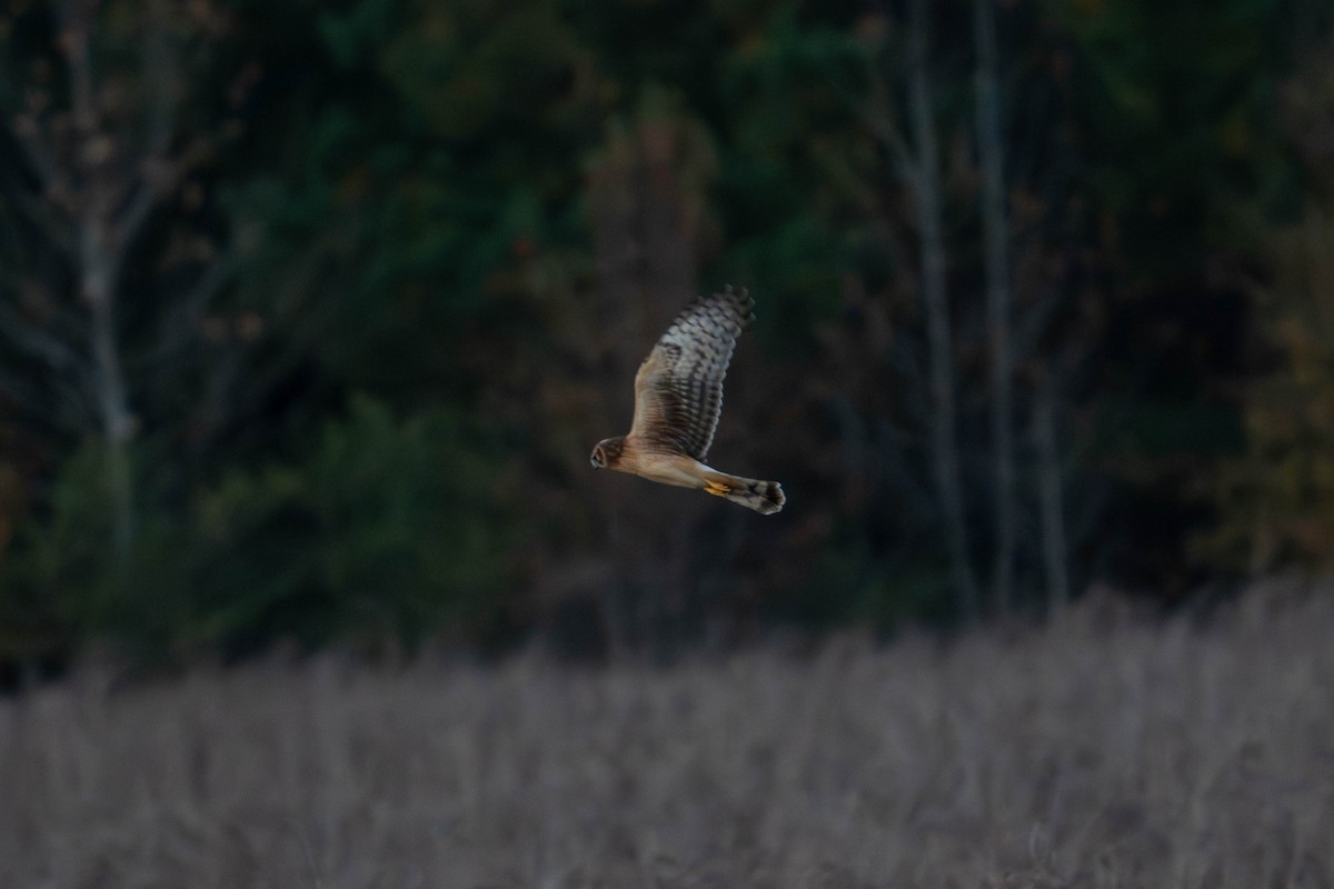 זרון אמריקני - ML646617272