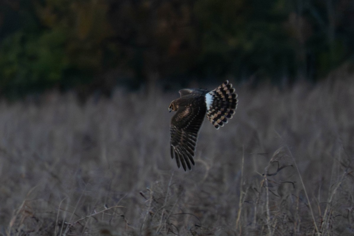 זרון אמריקני - ML646617273