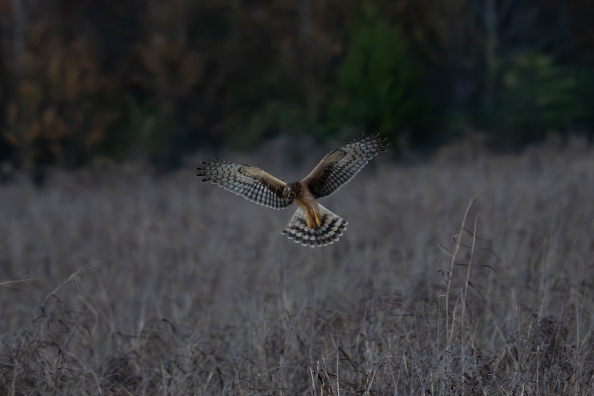 זרון אמריקני - ML646617274