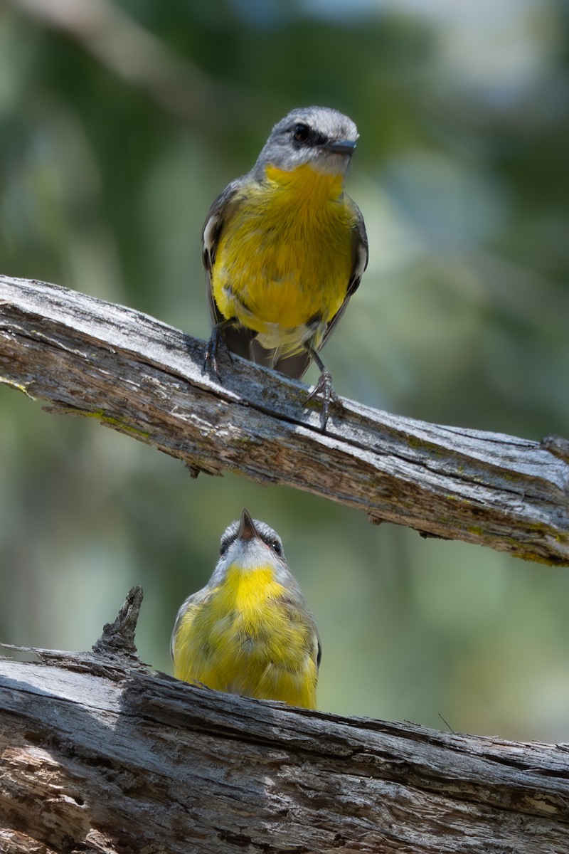 Королець жовтий - ML646617275