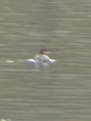 Common/Red-breasted Merganser - ML646617276