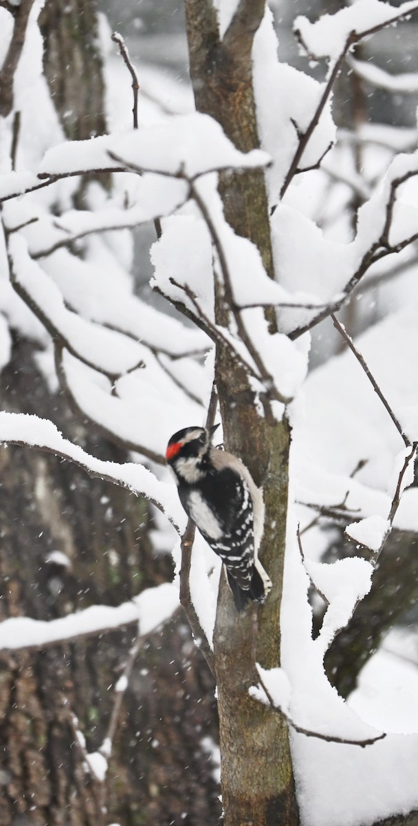 Downy Woodpecker - ML646617277