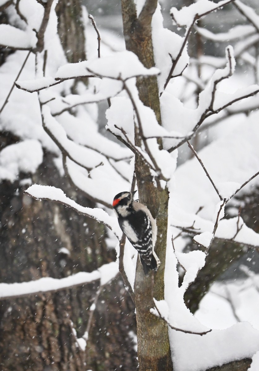 Downy Woodpecker - ML646617278