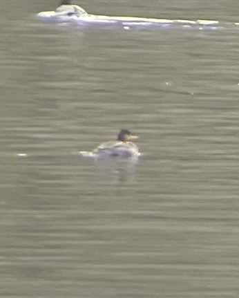 Common/Red-breasted Merganser - ML646617279