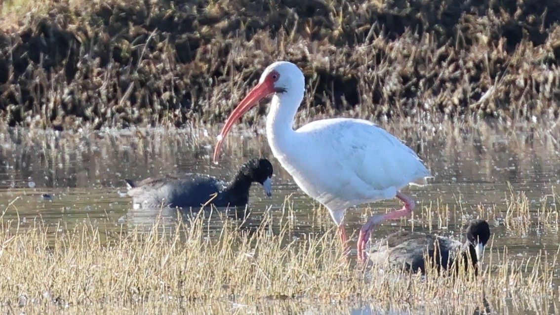 White Ibis - ML646617280