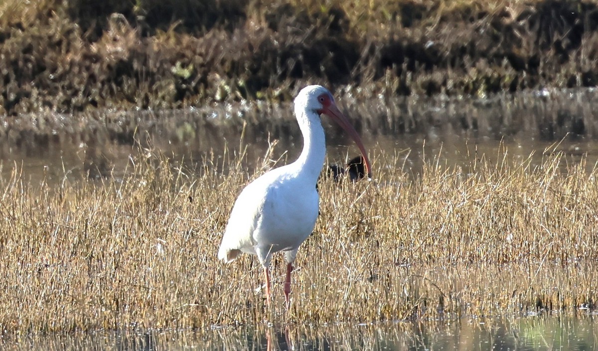 White Ibis - ML646617281