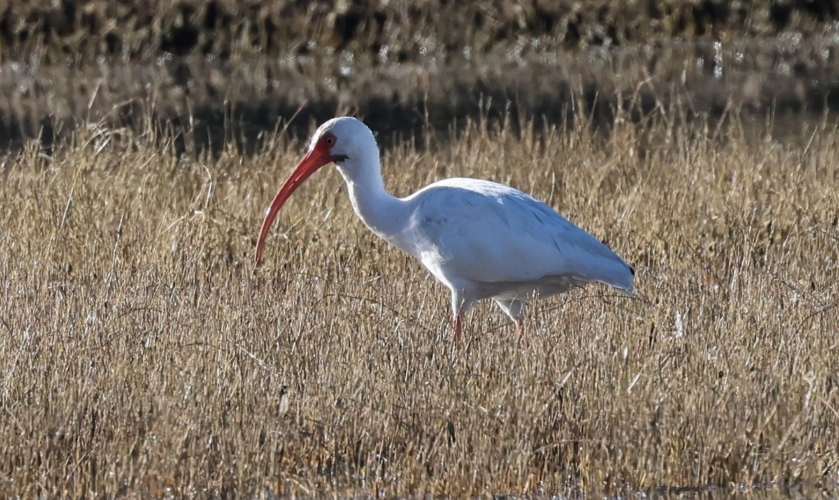 White Ibis - ML646617282