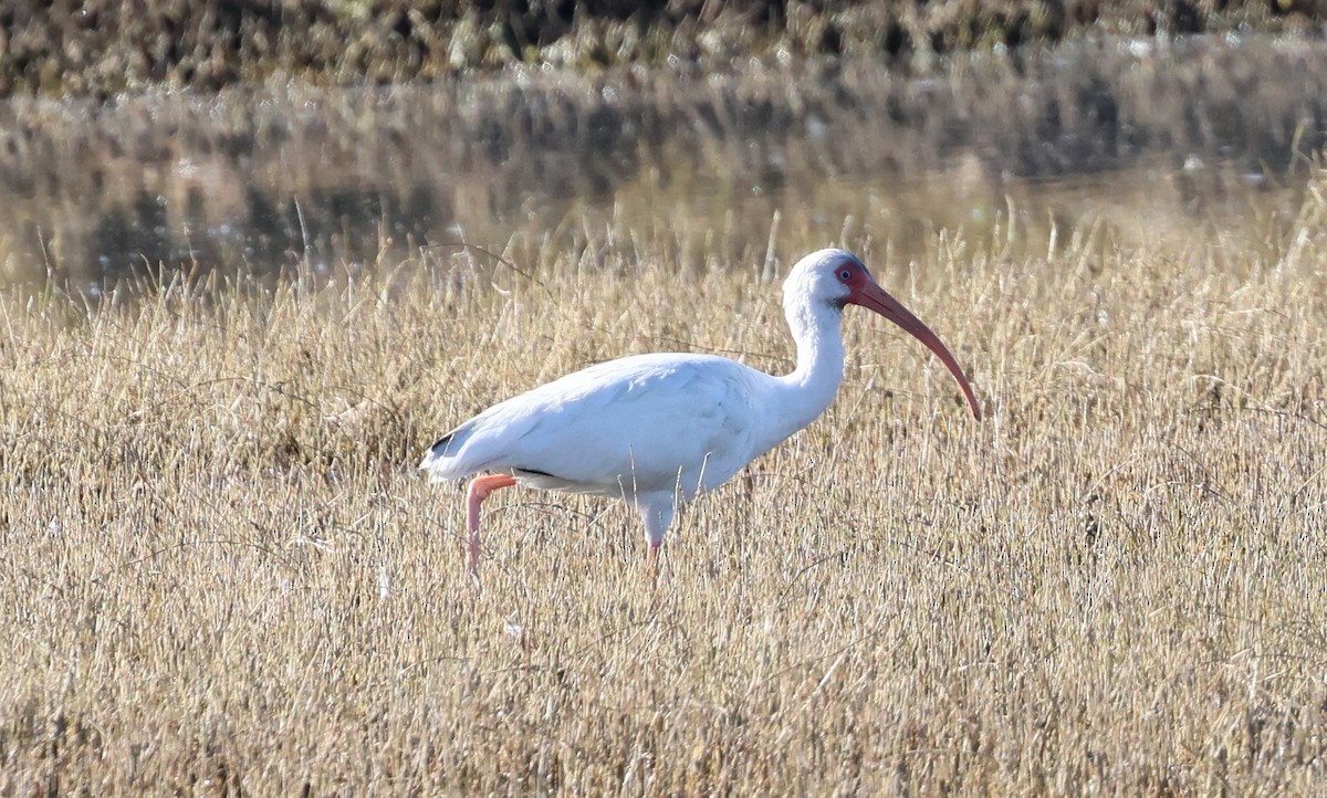 White Ibis - ML646617283
