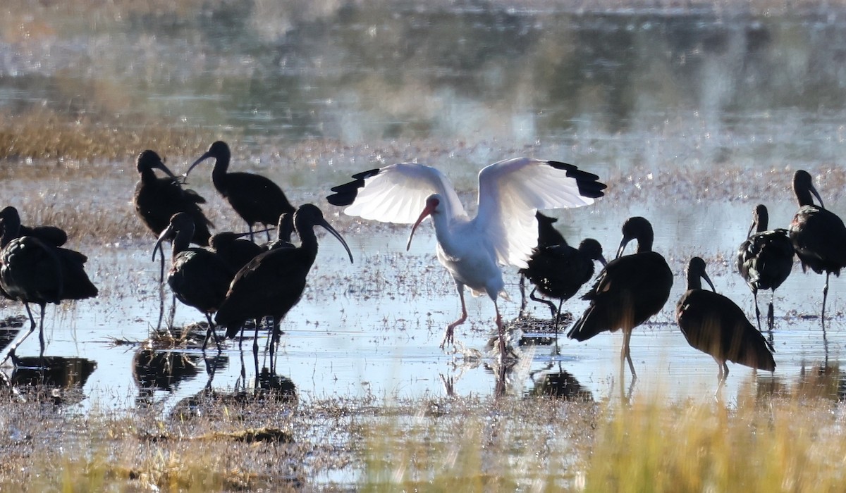White Ibis - ML646617284